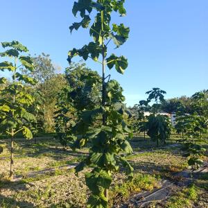Paulownia en France - 17 September 2025