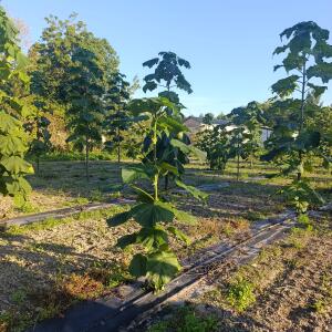 Paulownia en France - 17 September 2025