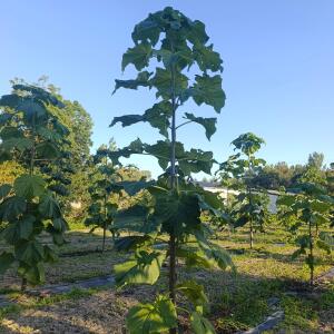 Paulownia en France - 17 September 2025