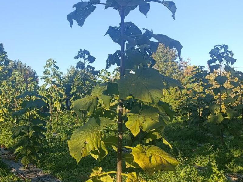 Paulownia en France