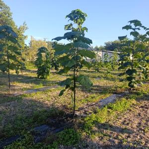 Paulownia en France - 17 September 2025