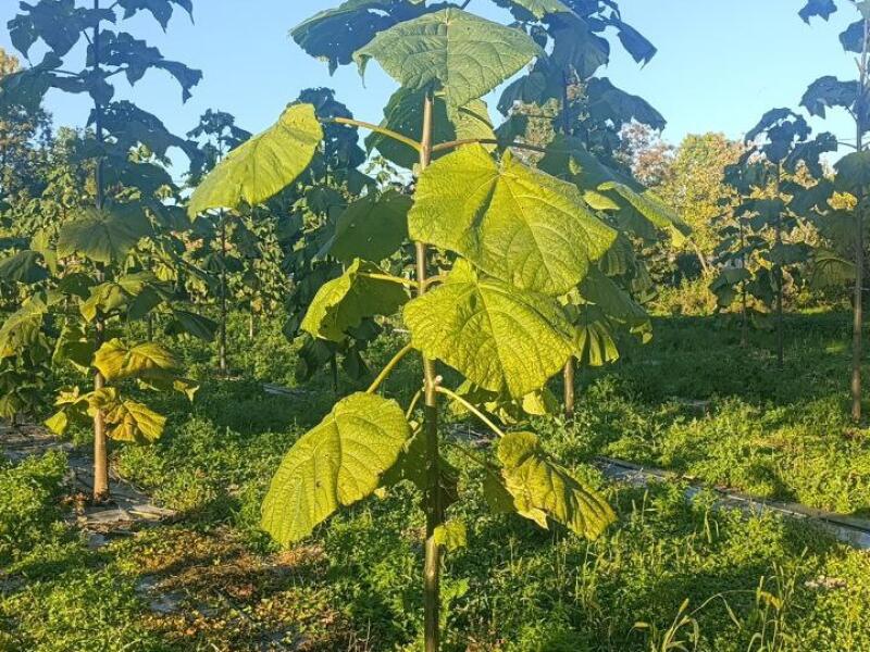 Paulownia en France