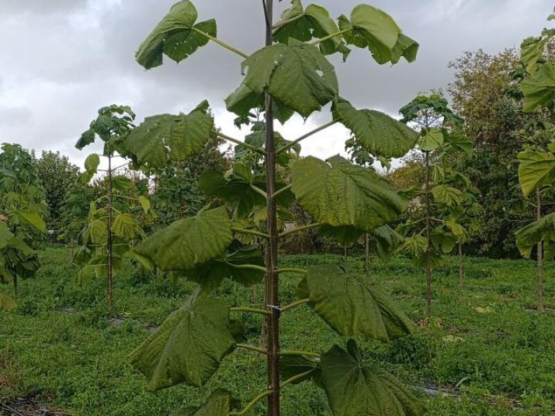 Paulownia en France