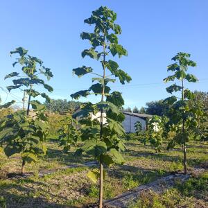 Paulownia en France - 17 September 2025
