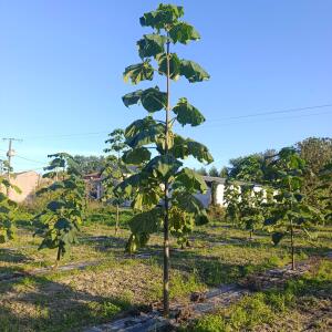 Paulownia en France - 17 September 2025