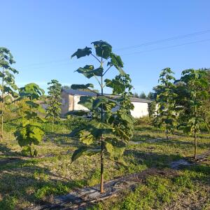 Paulownia en France - 17 September 2025