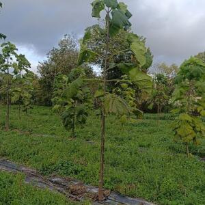 Paulownia en France - 20 October 2025
