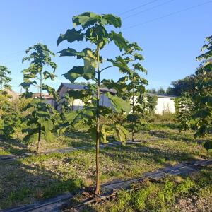 Paulownia en France - 17 September 2025