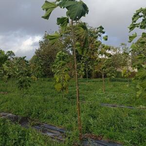 Paulownia en France - 20 October 2025