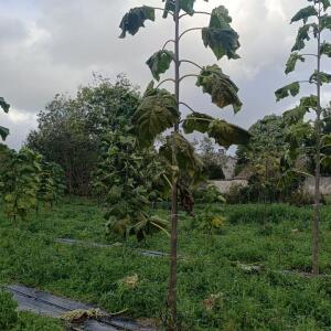 Paulownia en France - 20 October 2025