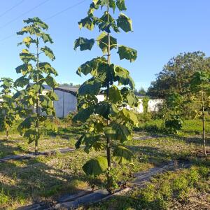 Paulownia en France - 17 September 2025
