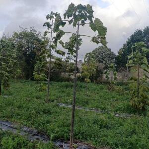 Paulownia en France - 20 October 2025