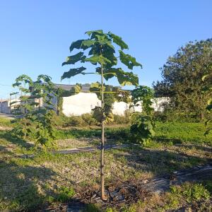 Paulownia en France - 17 September 2025