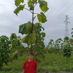 Paulownia en France - 19 October 2025