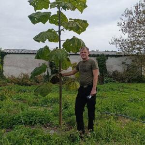 Paulownia en France - 19 October 2025