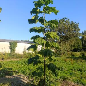 Paulownia en France - 17 September 2025