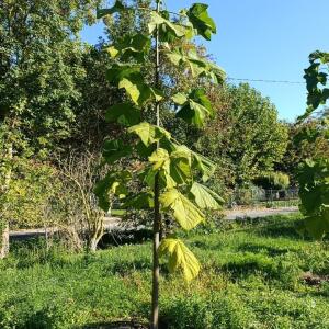 Paulownia en France - 17 October 2025