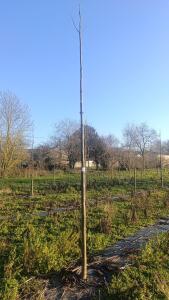 Paulownia en France - 4 January 2026