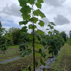 Paulownia en France - 13 September 2025