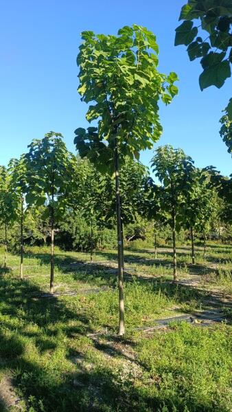 Tree #1287