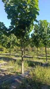 Paulownia en France