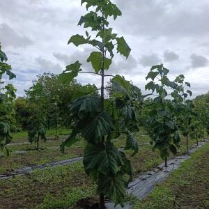 Paulownia en France - 13 September 2025