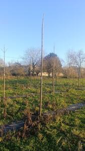 Paulownia en France - 4 January 2026