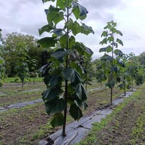 Paulownia en France - 13 September 2025