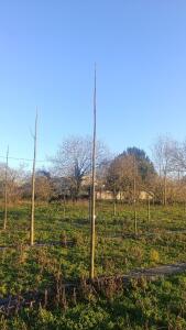 Paulownia en France - 4 January 2026