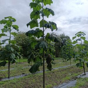 Paulownia en France - 13 September 2025