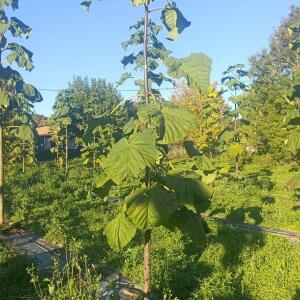 Paulownia en France - 17 October 2025
