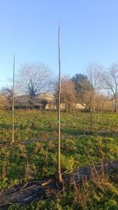 Paulownia en France - 4 January 2026