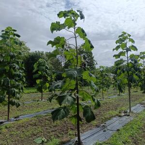 Paulownia en France - 13 September 2025