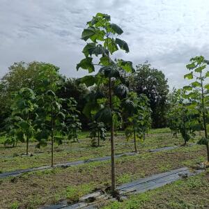 Paulownia en France - 13 September 2025