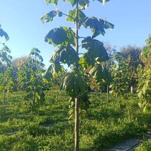 Paulownia en France - 17 October 2025