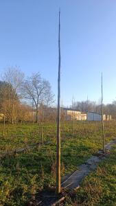 Paulownia en France - 4 January 2026