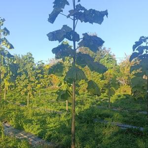 Paulownia en France - 17 October 2025