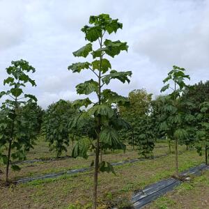 Paulownia en France - 13 September 2025