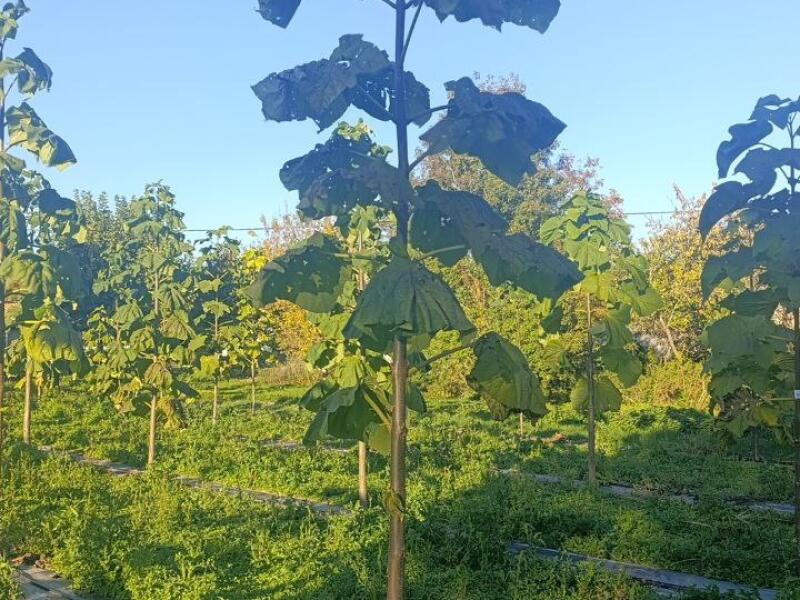 Paulownia en France