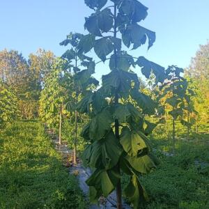 Paulownia en France - 17 October 2025