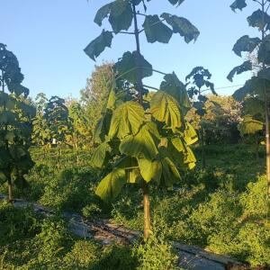 Paulownia en France - 17 October 2025