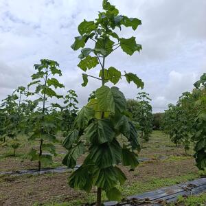 Paulownia en France - 13 September 2025