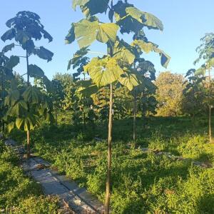 Paulownia en France - 17 October 2025