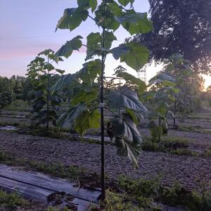 Paulownia en France - 5 September 2025