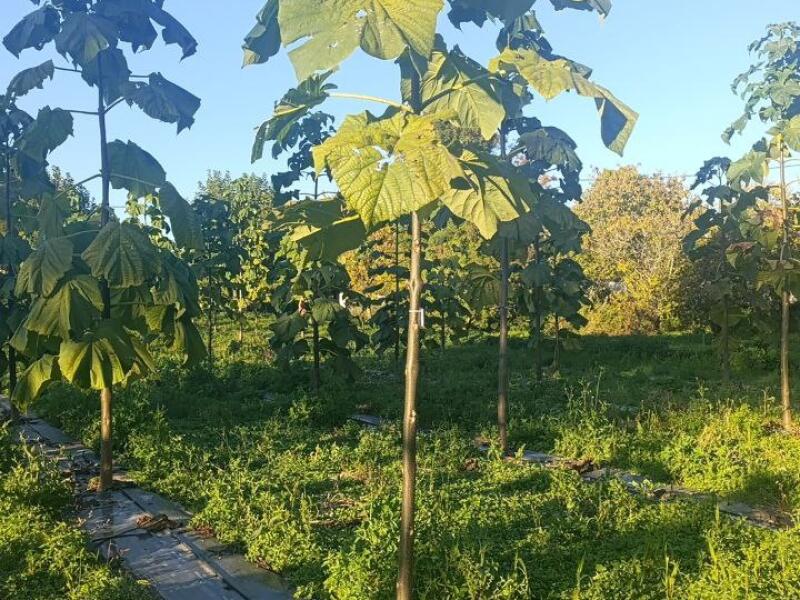 Paulownia en France