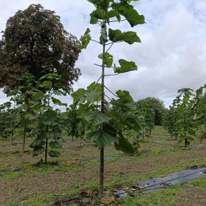 Paulownia en France - 13 September 2025