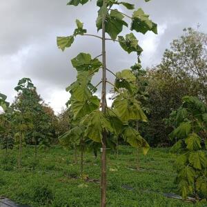 Paulownia en France - 20 October 2025