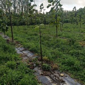 Paulownia en France - 20 October 2025