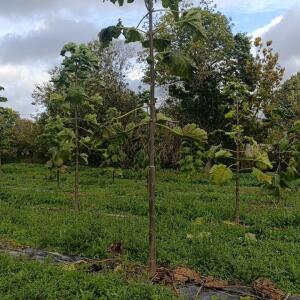 Paulownia en France - 20 October 2025