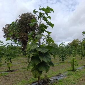 Paulownia en France - 13 September 2025